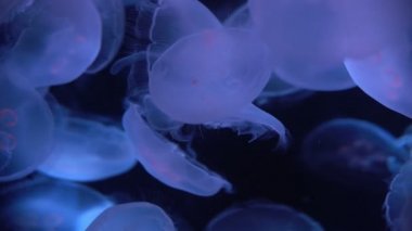 Ay Denizanası Aurelia Aurita Yakın plan