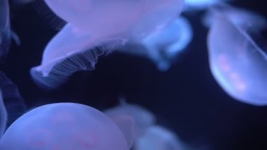 Ay Denizanası Aurelia Aurita Karanlık Okyanus Yakından