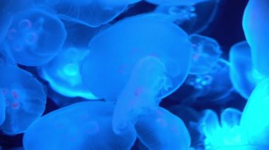 Mavi Deniz Kapanış 'ta Ay Denizanası Aurelia Aurita