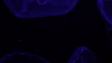 Ay Denizanası Aurelia Aurita Karanlık Okyanus Yakından