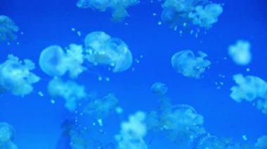 Benekli denizanası Benekli Jöle Mastigias Papua Göl Jölesi