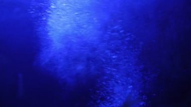 Fırtınalı Hava 'da Gece Sualtı Dalgaları ve Baloncukları