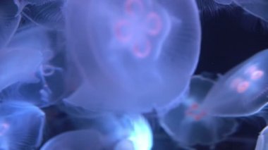 Ay Denizanası Aurelia Aurita Yakın plan