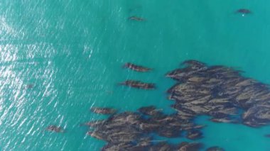 Kaliforniya Kelp Ormanı Kuş Gözü Hava Görüntüsü Pasifik Okyanusu