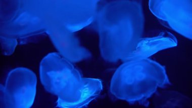 Mavi Deniz 'de Ay Denizanası Aurelia Aurita