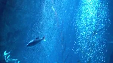 Mavi Okyanusta Sualtı Baloncukları Yükseliyor