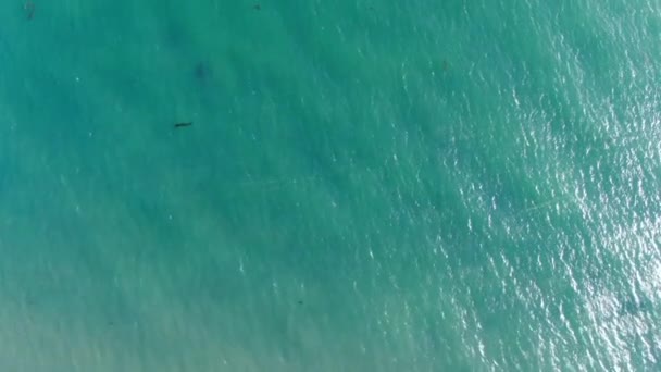 Πουλιά Eye View Aerial Shot Pacific Ocean — Αρχείο Βίντεο