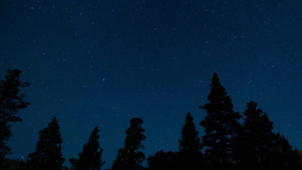 英仙座流星雨和北极星在森林板块右上方 — 图库视频影像