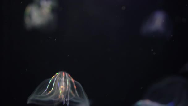 Medusas Bioluminiscentes Verrugosa Peine Jalea Mnemiopsis Leidyi Primer Plano — Vídeo de stock