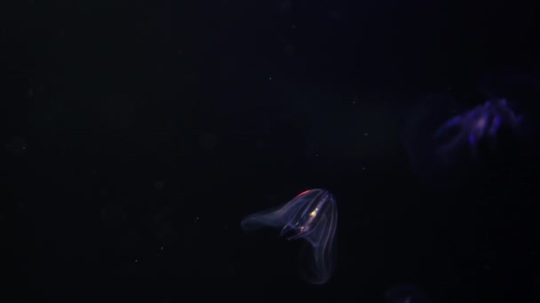 Medusas Verruga Peine Jalea Mnemiopsis Leidyi Iluminación Púrpura — Vídeo de stock