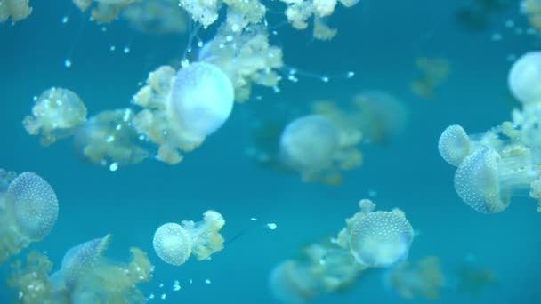 수족관에 Jellyfish Spotted Jelly Mastigias Papua Lagoon Jelly — 비디오