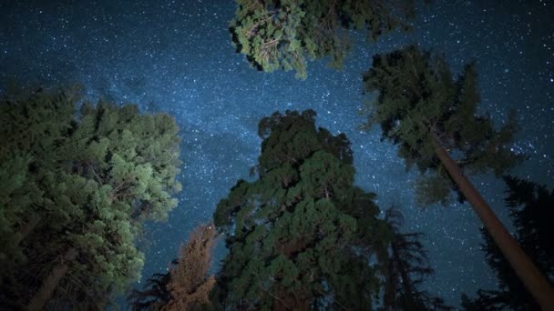 Sequoia General Grant Och Vintergatan Galaxy Världar Största Träd Kungar — Stockvideo