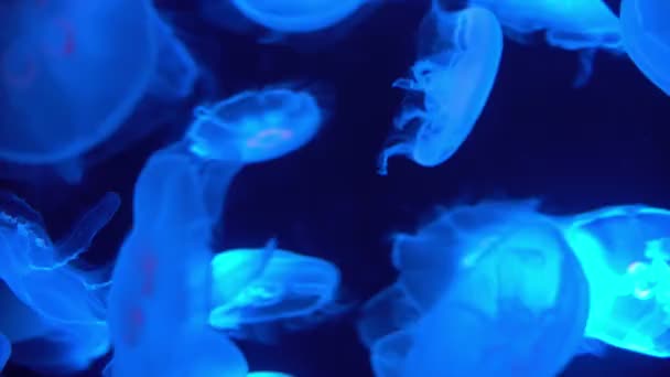 Moon Jellyfish Aurelia Aurita Blue Sea Video Clip