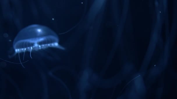 Meduza Crystal Jelly Aequorea Victoria Blue — Wideo stockowe