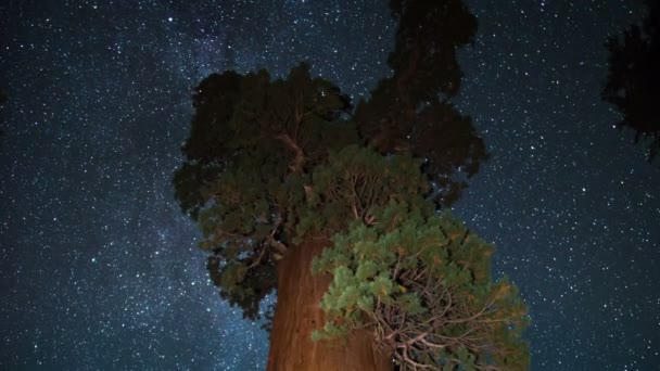 红杉一般赠与和银河世界第二大树王峡谷倾斜下降加州 — 图库视频影像