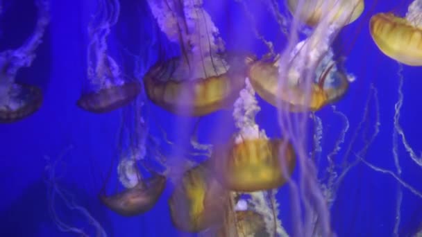 Jellyfish Morze Spokojna Pokrzywa Chrysaora Fuscescens — Wideo stockowe