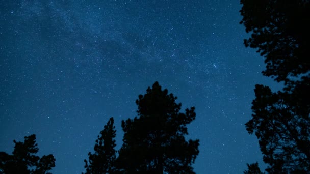 Tejút Galaxy North Sky Perseid Meteor Zuhanyozó Erdő Felett — Stock videók