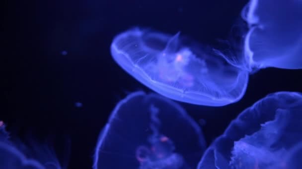 Lune Méduses Aurelia Aurita Dans Océan Noir Gros Plan — Video