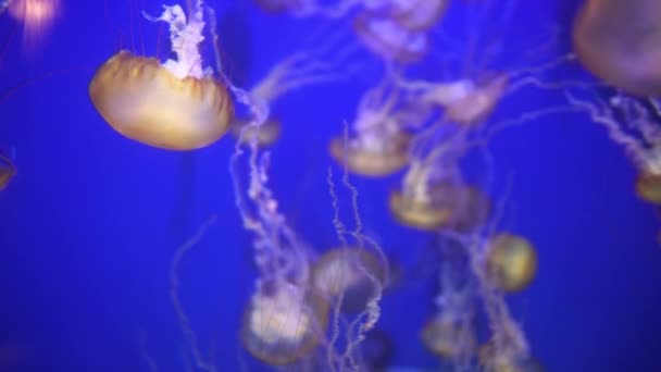 Medusas Ortiga Del Mar Pacífico Chrysaora Fuscescens — Vídeos de Stock