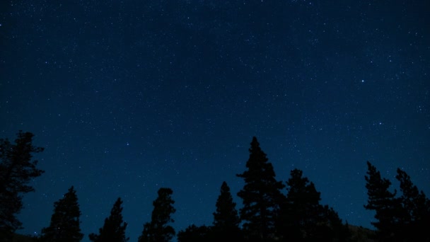 Perseid Meteor Yağmuru Kuzey Yıldızı Kutupları Ormanın Üzerinde — Stok video