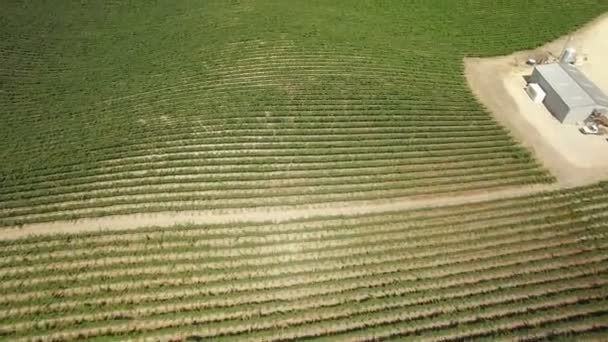 Vinhedo Vinícola Califórnia Paso Robles Aerial Shot Wine Country Inclinar — Vídeo de Stock