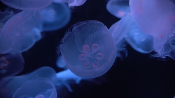 아우렐리아 로리타 어두운 바다에서 — 비디오