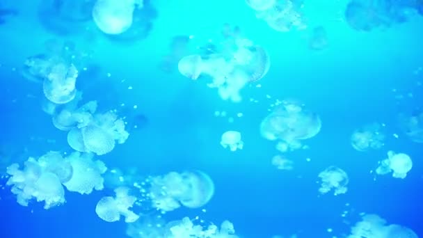 Medusas Manchadas Mastigias Geléia Papua Lagoa Geléia Mar Azul — Vídeo de Stock