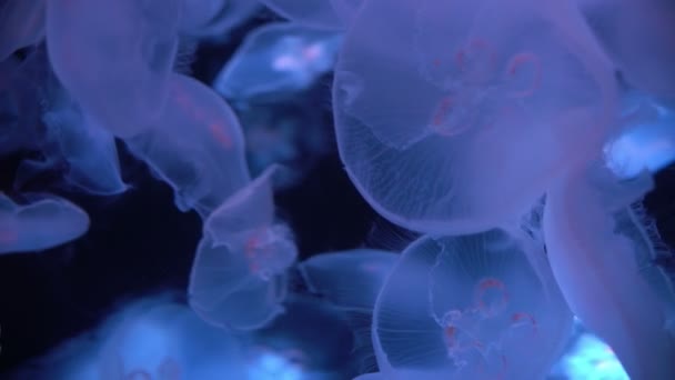 Meduse Luna Aurelia Aurita Nell Oceano Oscuro — Video Stock