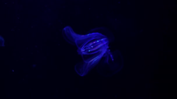 Meduza Brodaty Grzebień Galaretka Mnemiopsis Leidyi Bioluminescent Ciemnoniebieskim Morzu — Wideo stockowe
