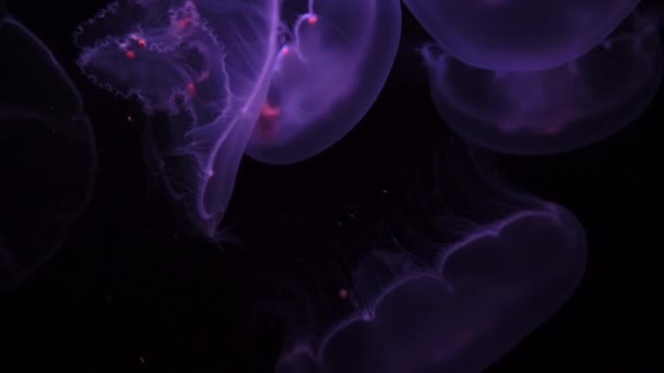 Lua Medusa Aurelia Aurita Oceano Negro — Vídeo de Stock