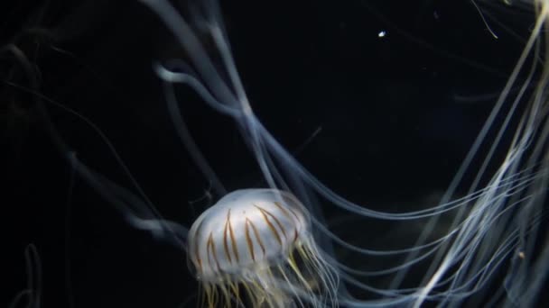 Medusa Japonesa Urtiga Mar Chrysaora Pacifica — Vídeo de Stock
