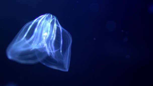 Medusa Warty Comb Jelly Mnemiopsis Leidyi Bioluminescent Blue Sea Closeup — Vídeo de Stock