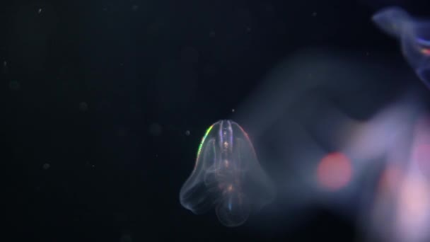 Bioluminescent Jellyfish Warty Comb Jelly Mnemiopsis Leidyi — Stock Video