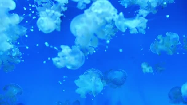 Maneter Spottade Jelly Mastigias Papua Lagunen Jelly — Stockvideo