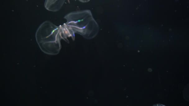 Medusas Bioluminiscentes Verrugosa Peine Jalea Mnemiopsis Leidyi Primer Plano — Vídeos de Stock