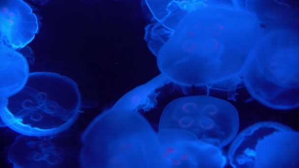 Meduse Lunari Aurelia Aurita Mare Blu Primo Piano — Video Stock