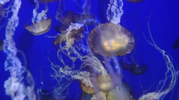 Jellyfish Morze Spokojna Pokrzywa Chrysaora Fuscescens — Wideo stockowe