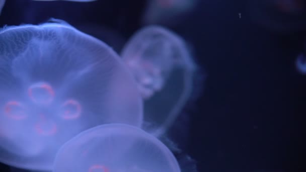 Meduse Luna Aurelia Aurita Nell Oceano Oscuro — Video Stock