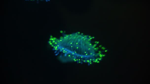 Sombrero Flor Medusas Olindias Formosa Bioluminiscente — Vídeo de stock