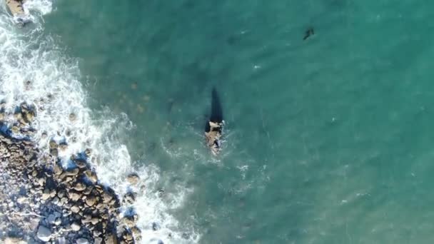 Flygfoto Stilla Havet Usa Västkusten Kalifornien Rocky Beach Fåglar Ögonutsikt — Stockvideo