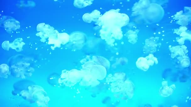 Медуза Пятнистая Медузы Мастиджиас Папуа Лагуна Желе Голубом Море — стоковое видео