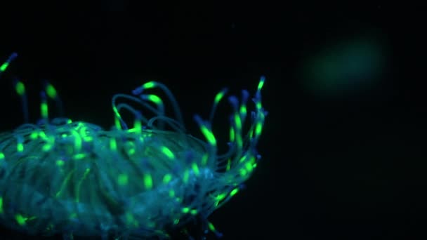 Jellyfish Flower Hat Jelly Closeup Olindias Formosus Bioluminescent — 비디오