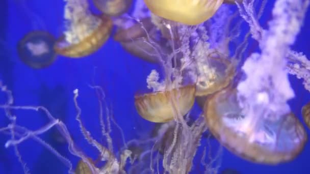 Medusas Ortiga Del Mar Pacífico Chrysaora Fuscescens — Vídeo de stock