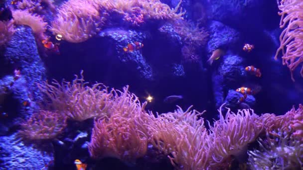 Clownfish Amphiprioninae Anemonfish Coral Reef — стоковое видео