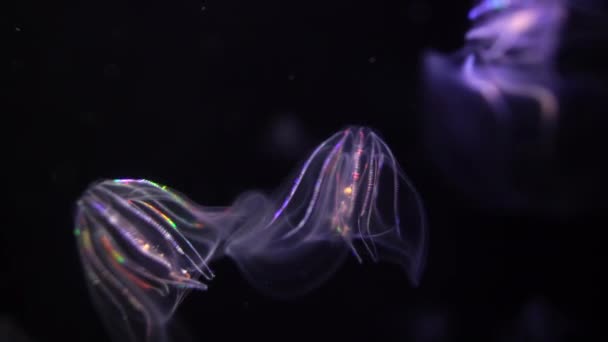 Bioluminesenssi Meduusa Takuu Kampa Hyytelö Mnemiopsis Leidyi — kuvapankkivideo