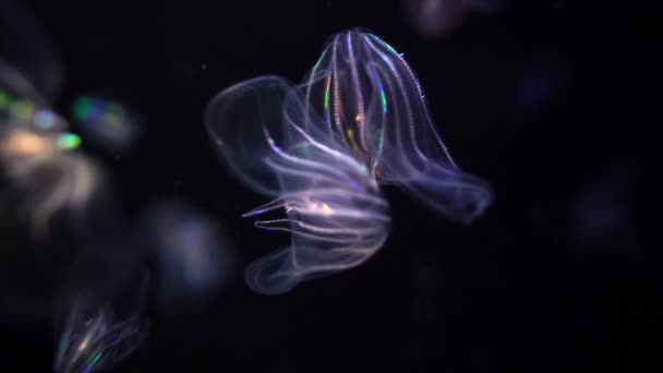 Bioluminesenssi Meduusa Takuu Kampa Hyytelö Mnemiopsis Leidyi — kuvapankkivideo