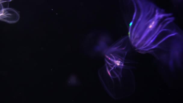 Medusas Verruga Peine Jalea Mnemiopsis Leidyi Iluminación Púrpura Primer Plano — Vídeo de stock