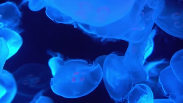 Meduse Lunari Aurelia Aurita Nel Mar Blu — Video Stock