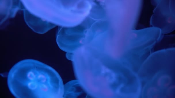 Meduse Luna Aurelia Aurita Nell Oceano Oscuro — Video Stock