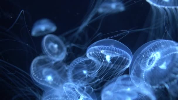 Maneter Crystal Jelly Aequorea Victoria Blue — Stockvideo